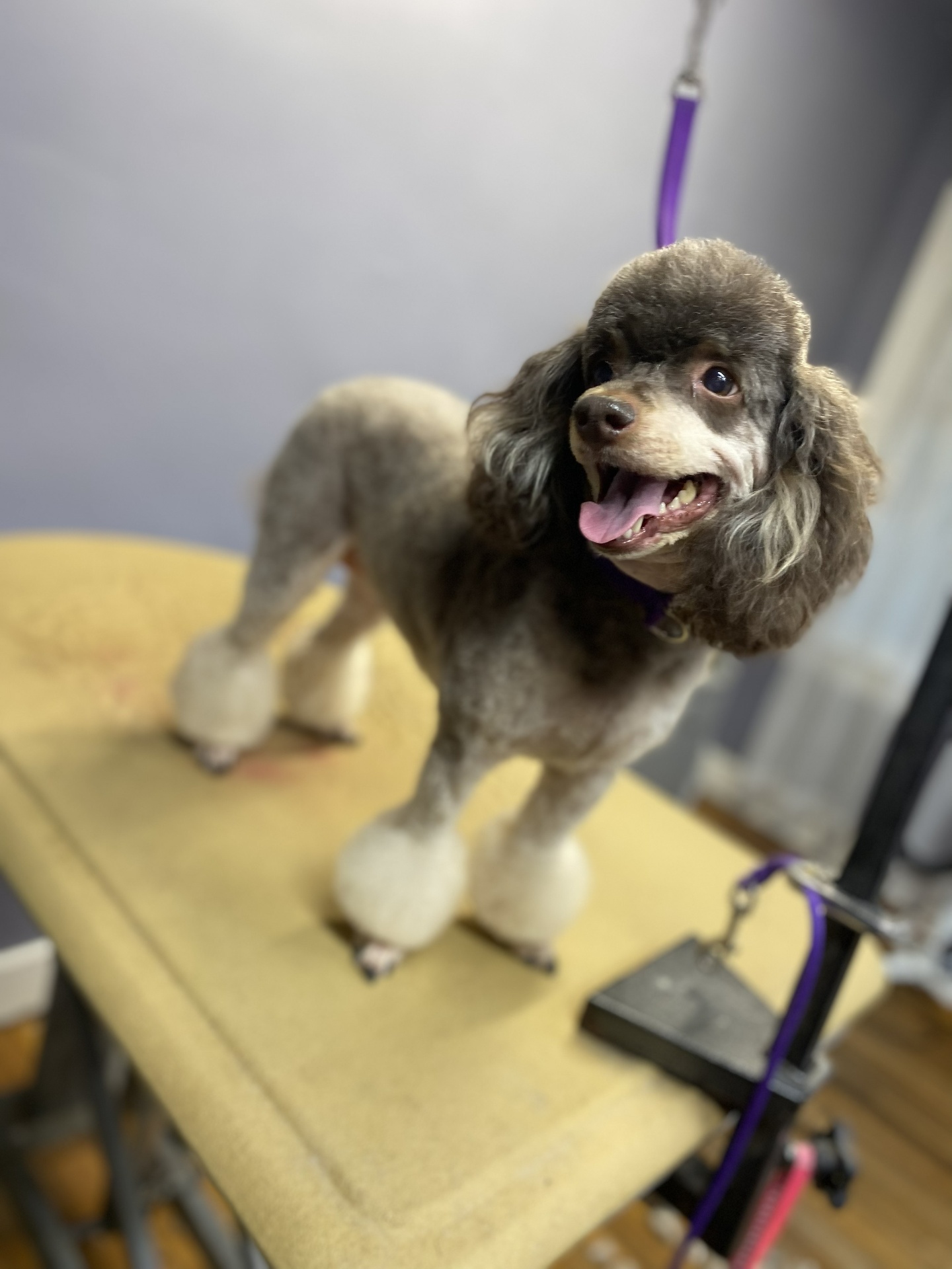 Chocolate miniature poodle with fluffy topknot
