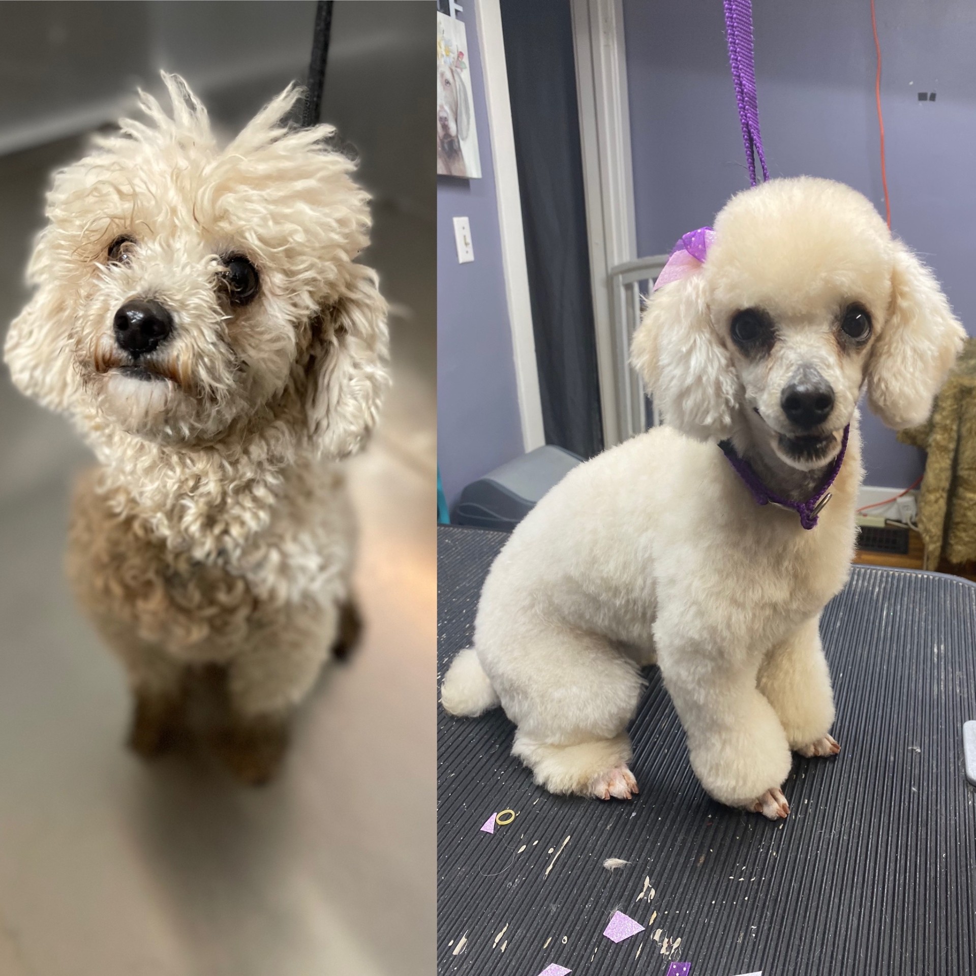 White poodle before and after grooming