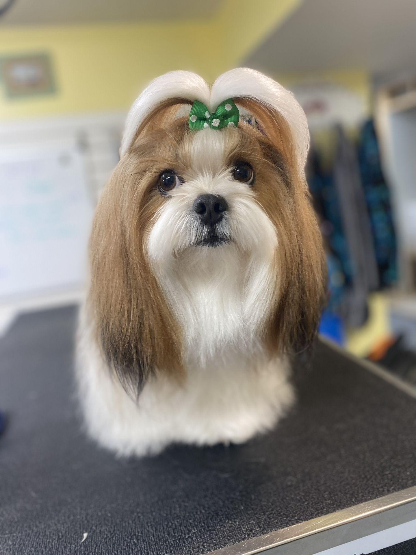 Shih tzu with green bow after grooming