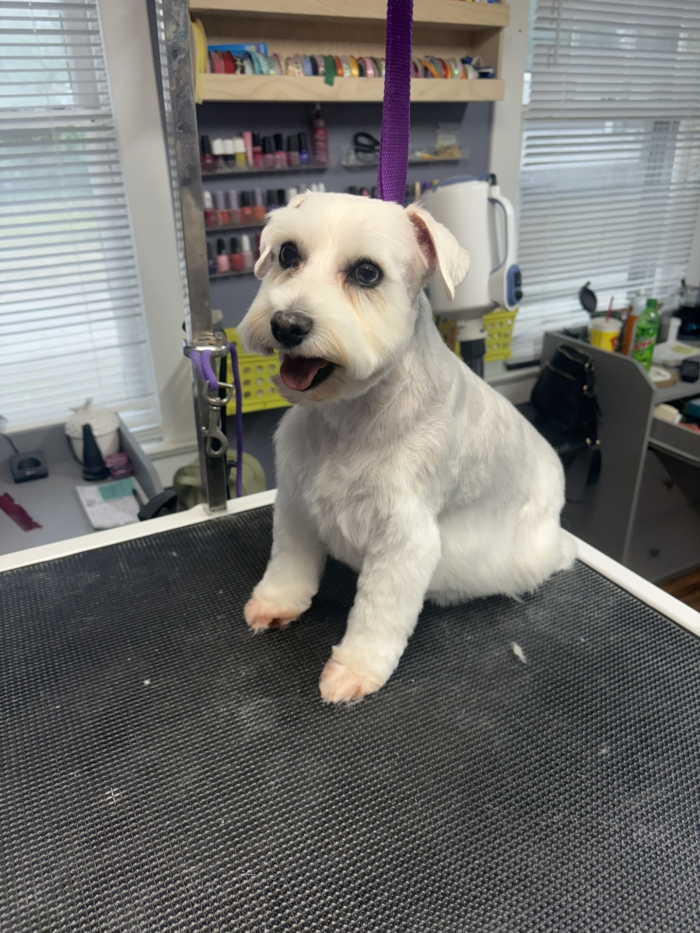 White miniature schnauzer after grooming