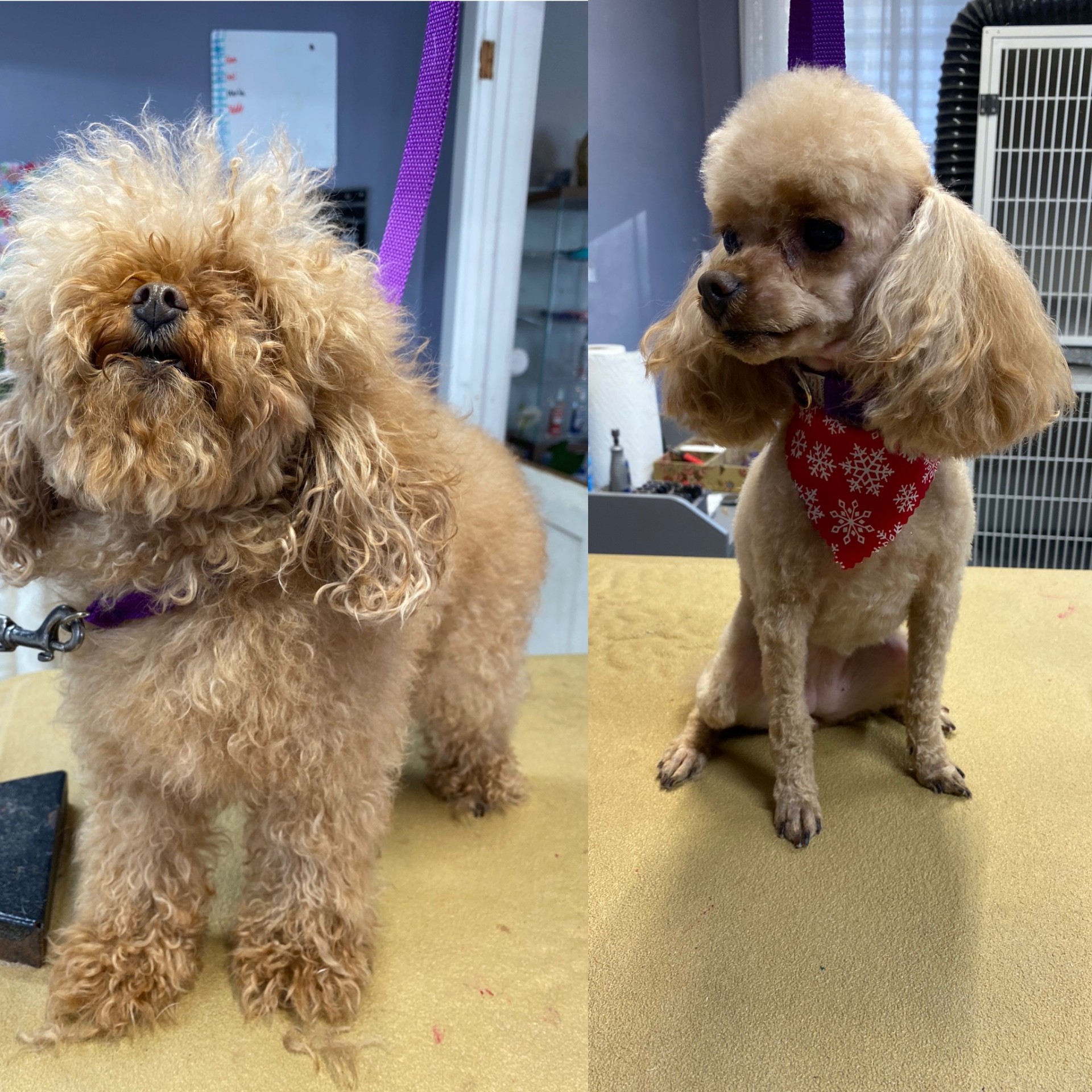 Apricot poodle before and after grooming