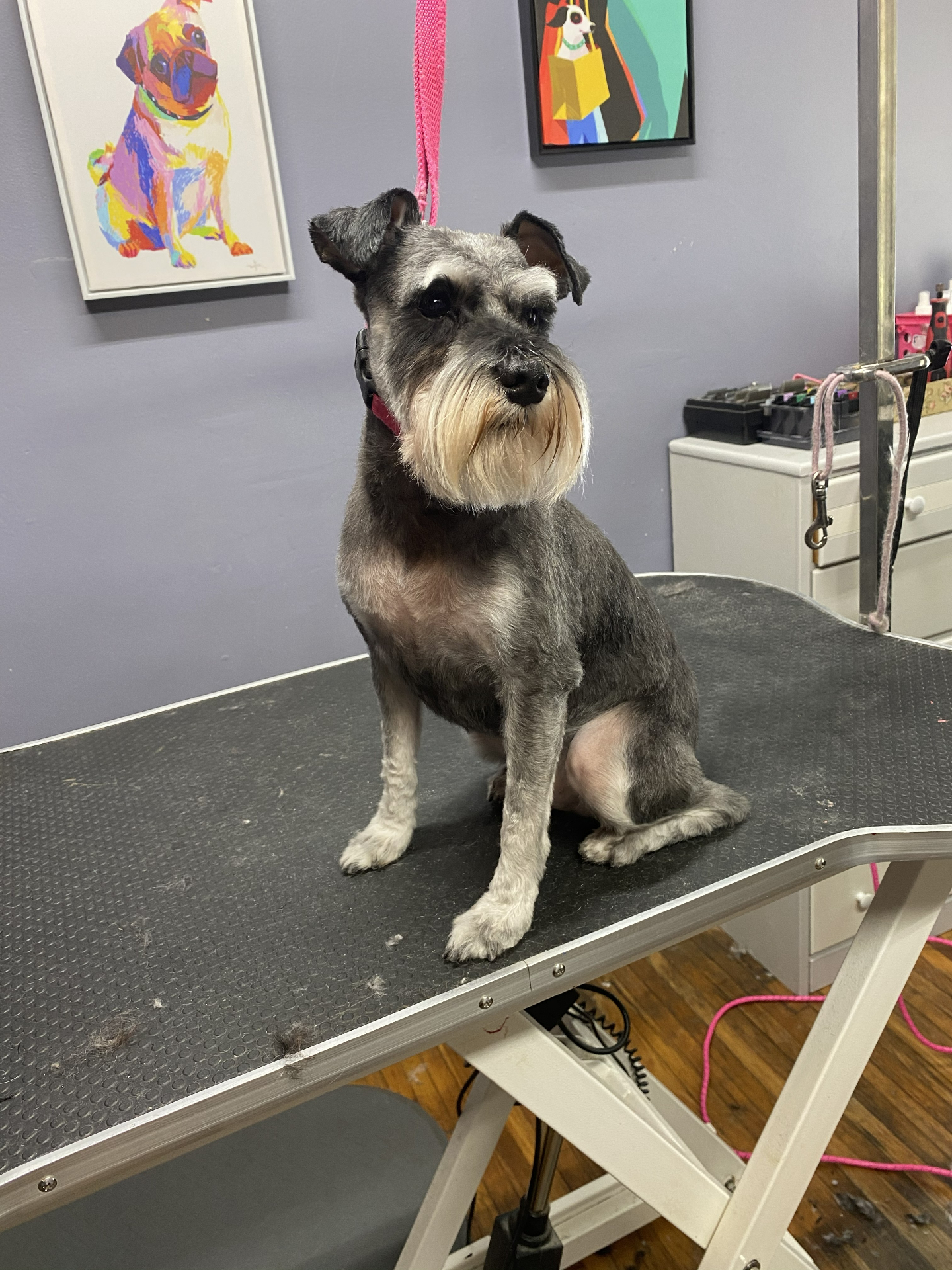 Salt and pepper miniature schnauzer after grooming