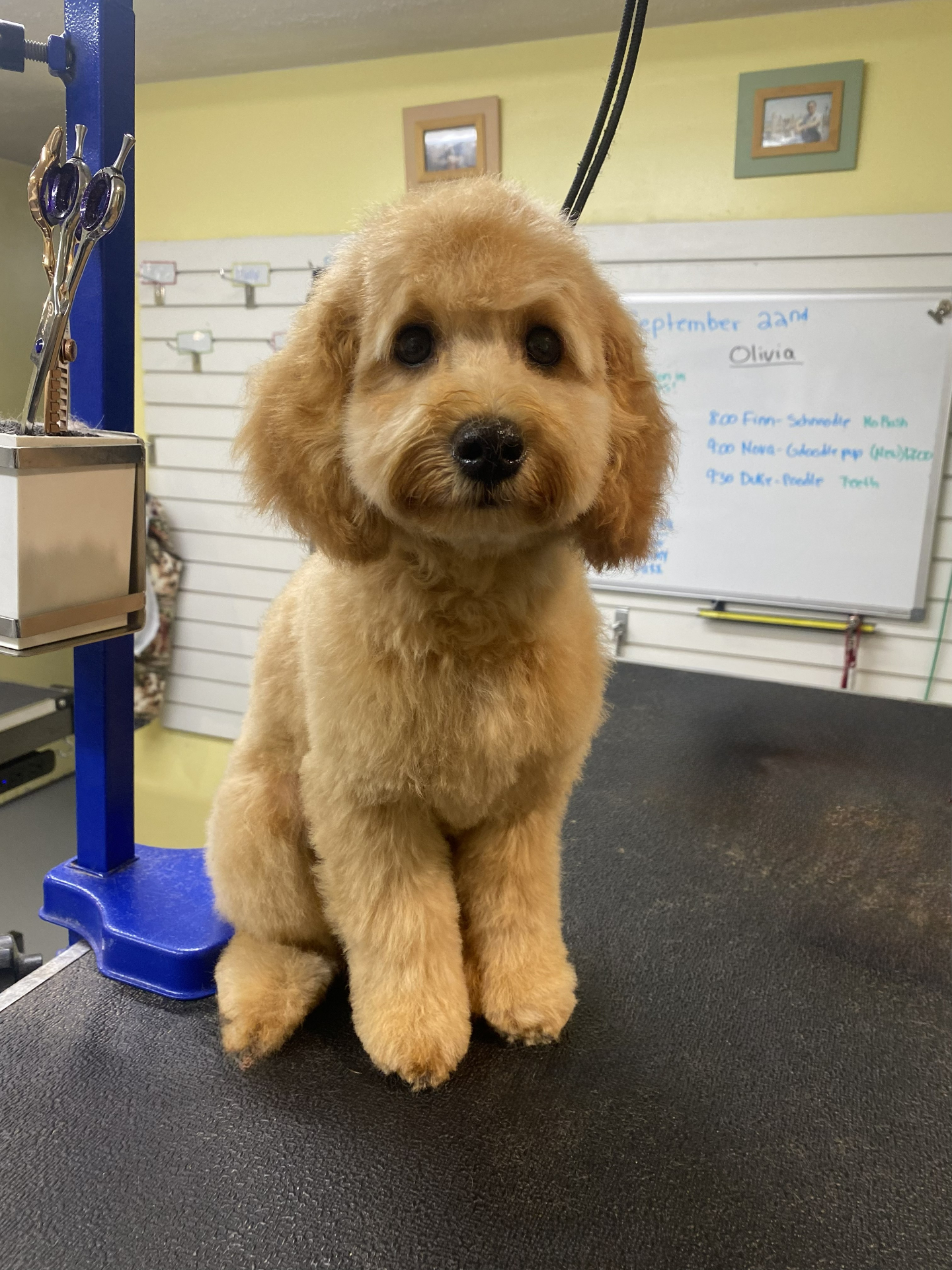 Goldendoodle puppy after first grooming