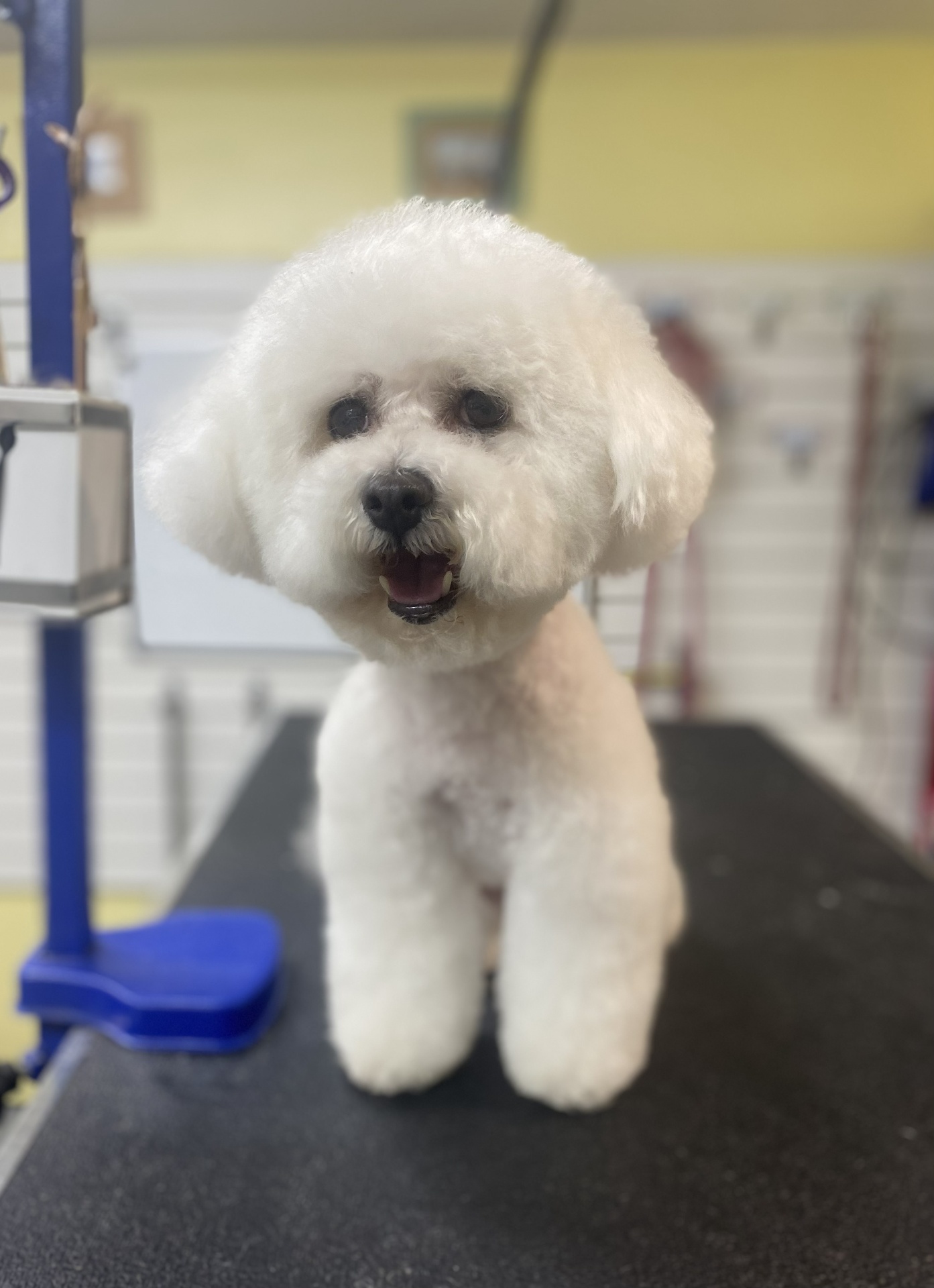 Bichon frise with classic round head after grooming