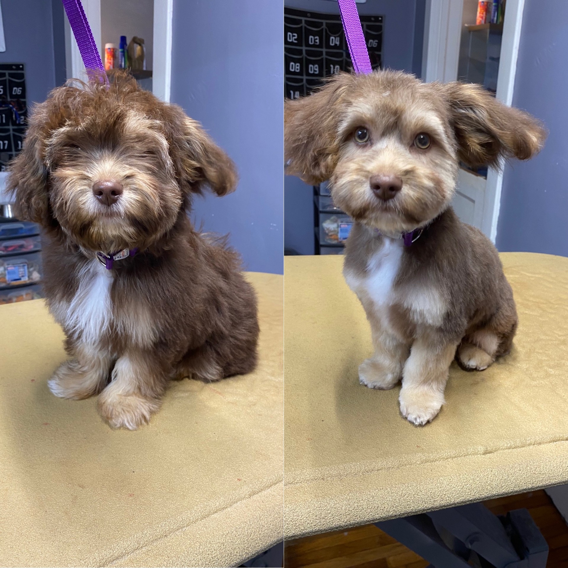 Brown doodle puppy before and after grooming