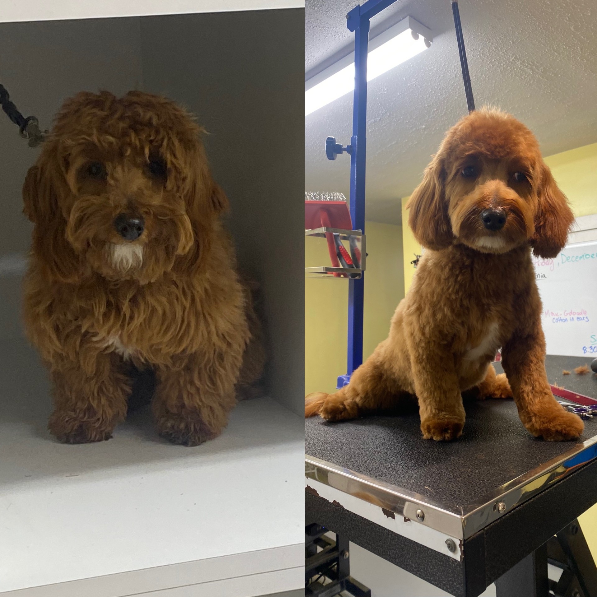 Red doodle before and after grooming