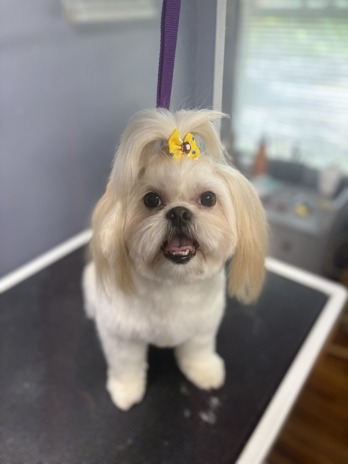 Shih tzu with yellow bow on grooming table