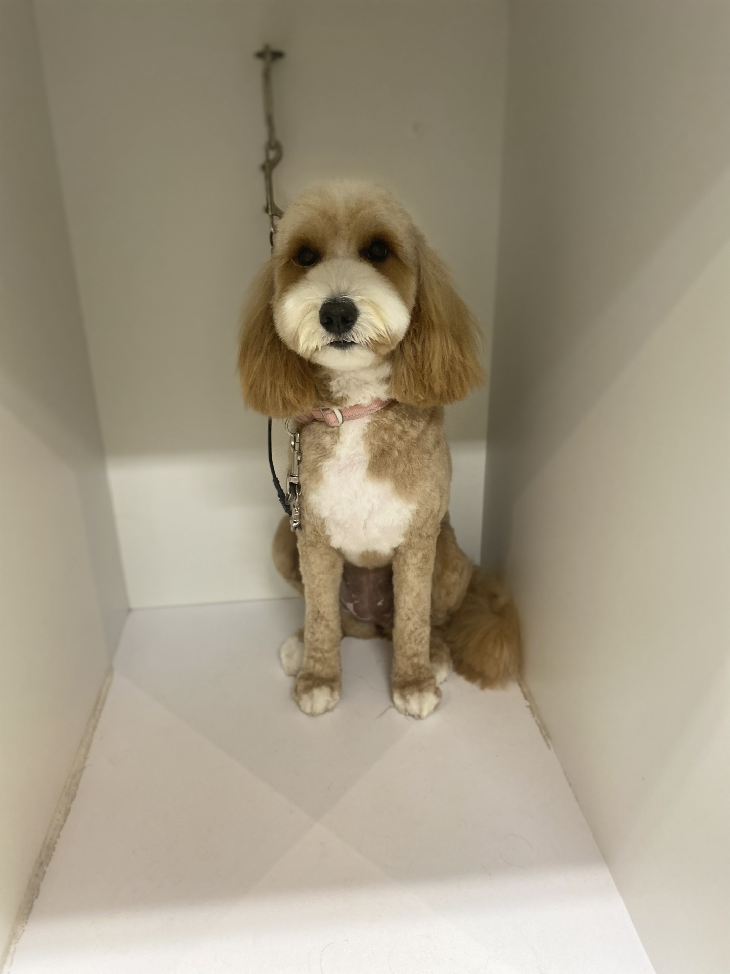 Cavapoo with long ears after grooming