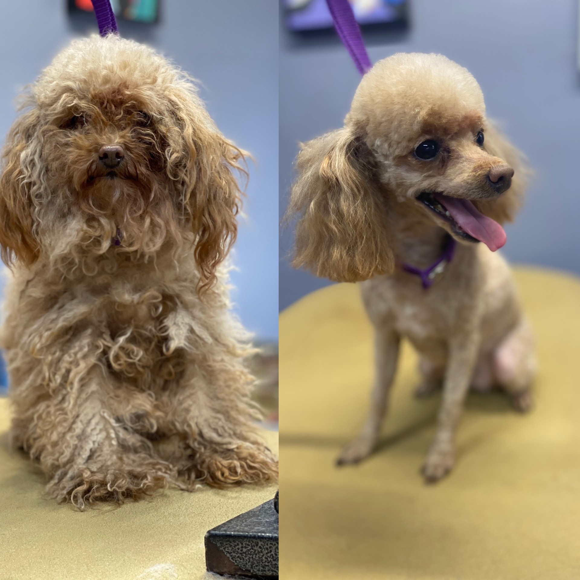 Apricot toy poodle before and after grooming
