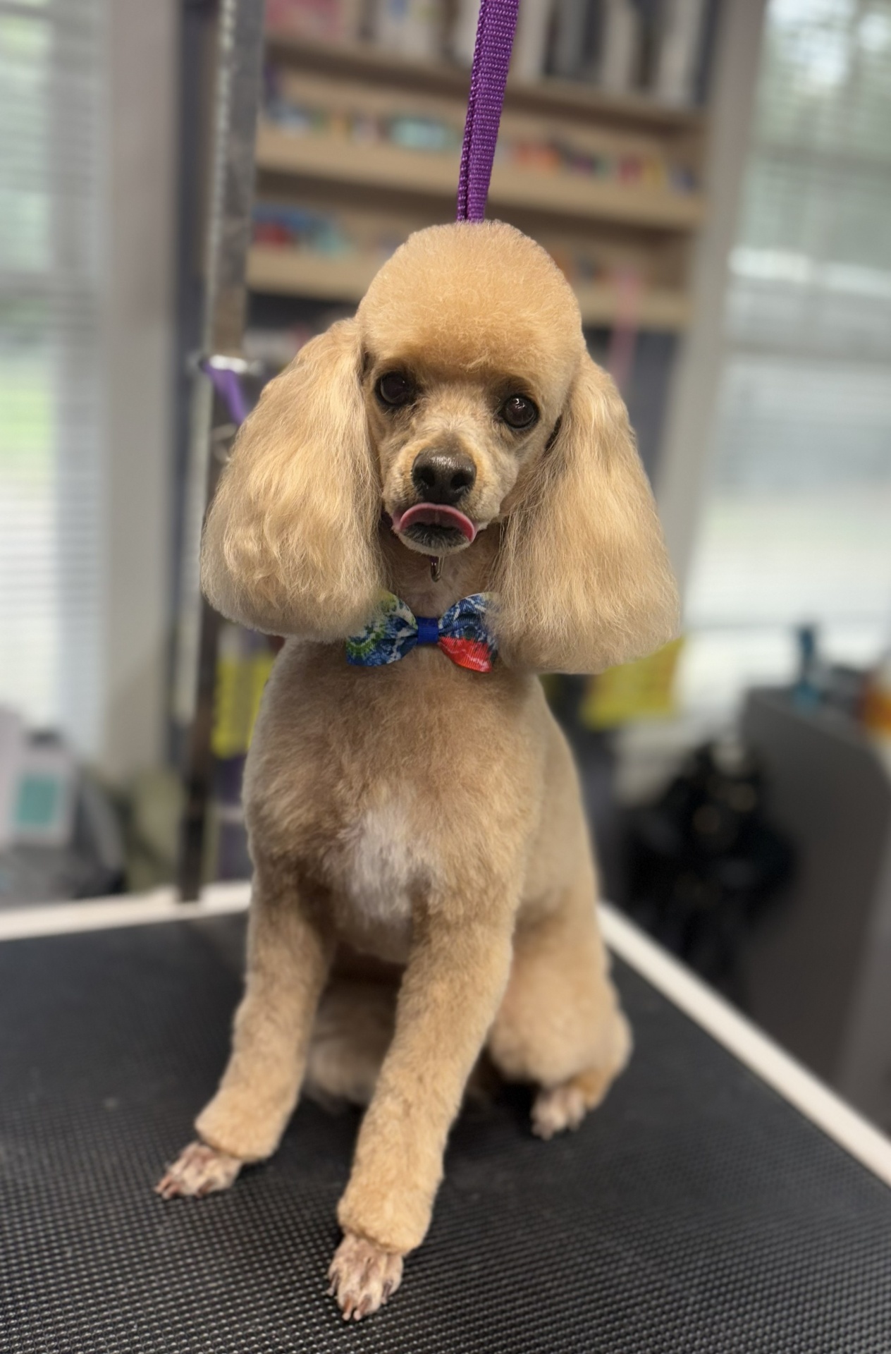 Apricot miniature poodle with bow tie after grooming