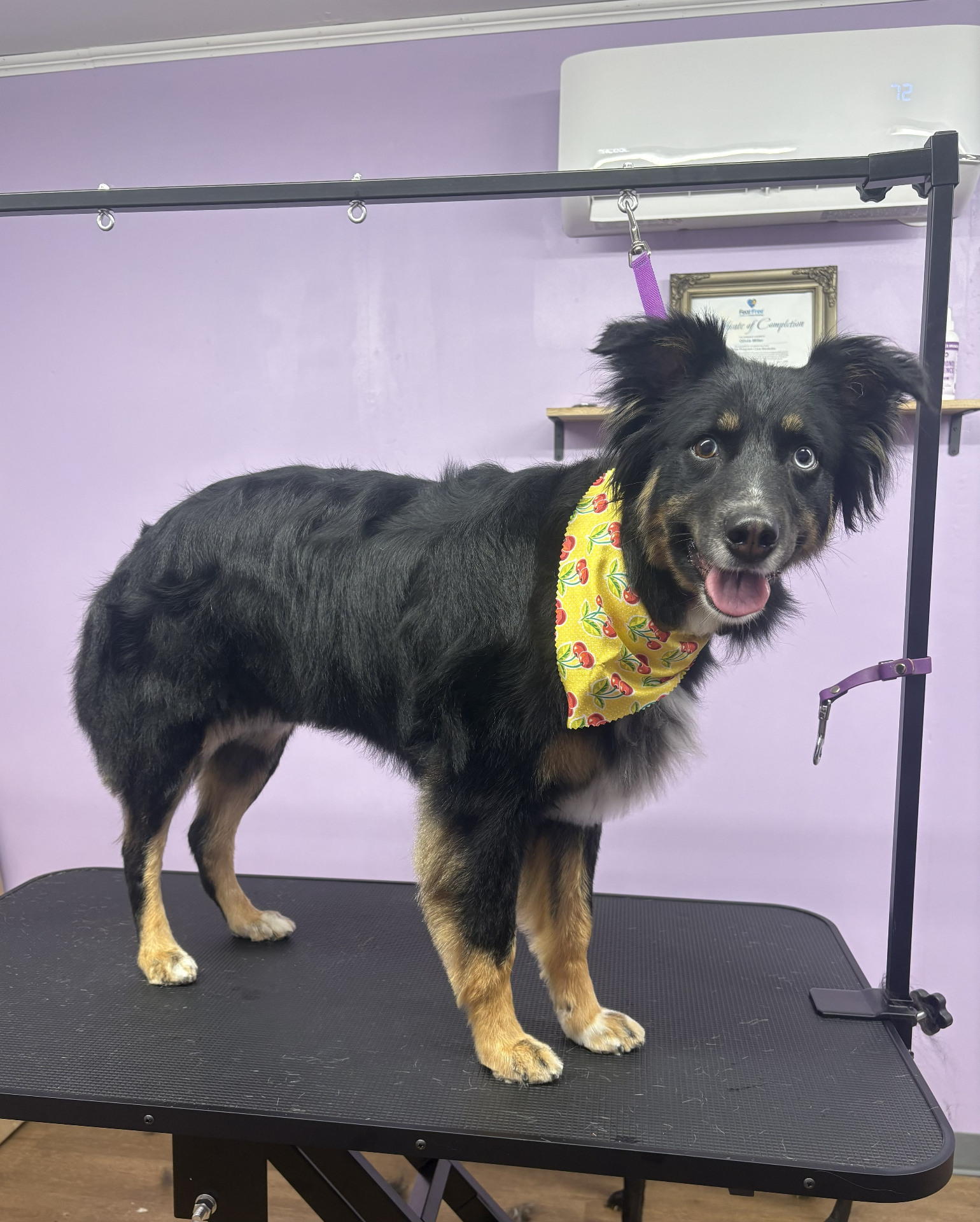 Australian shepherd mix freshly groomed with cherry bandana