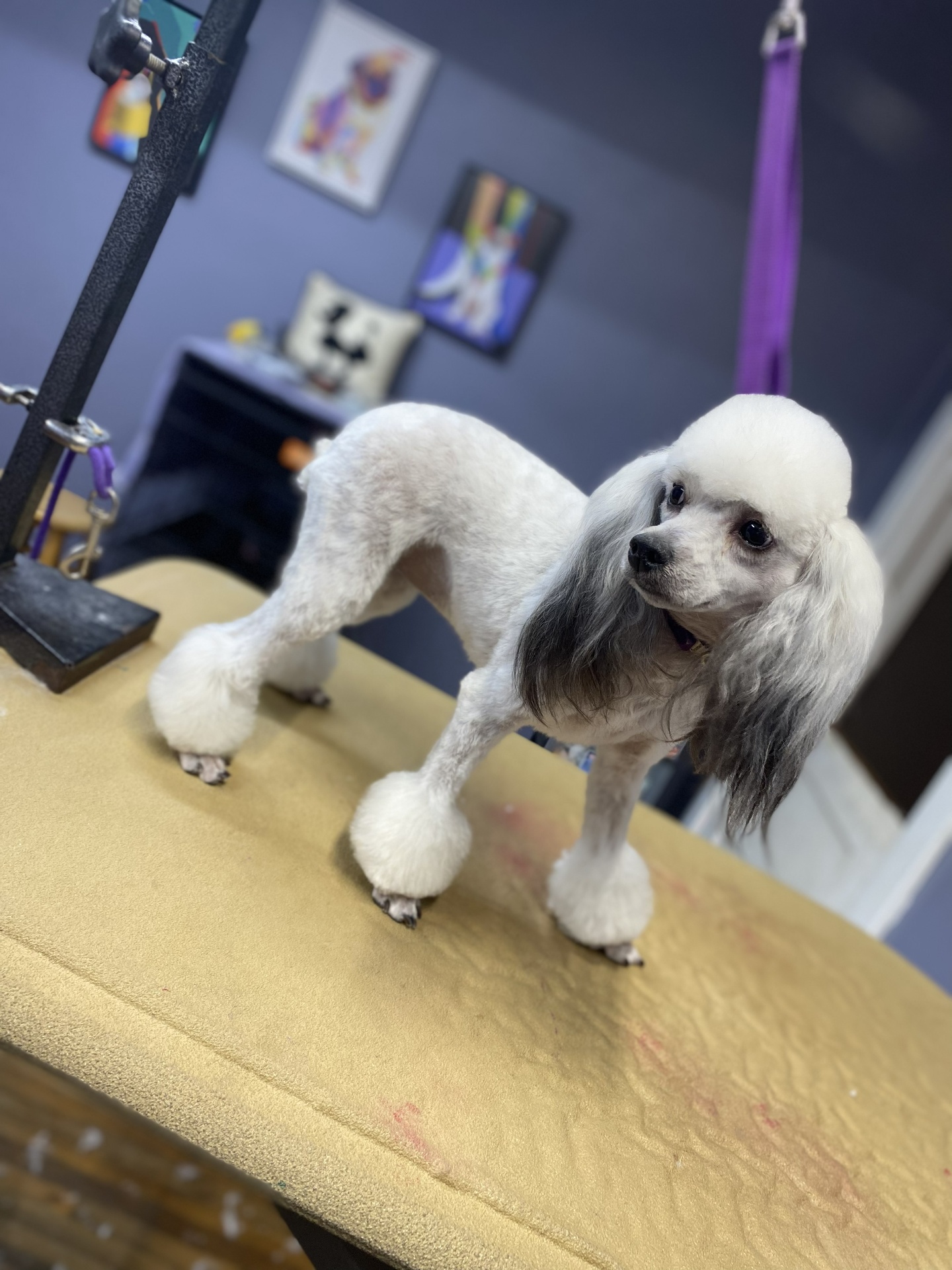 Parti poodle with continental clip and long ears