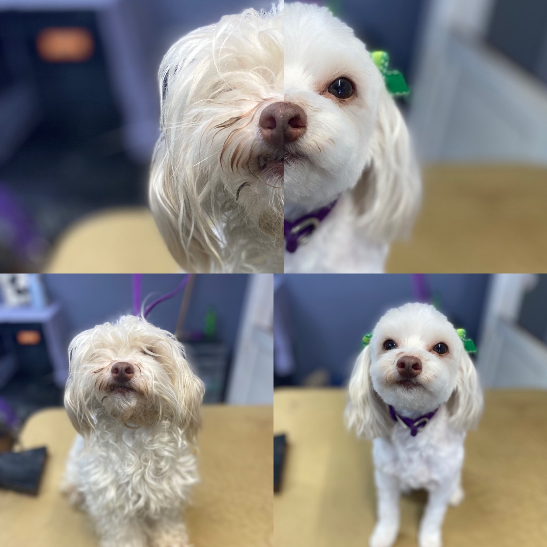 White maltipoo before and after grooming