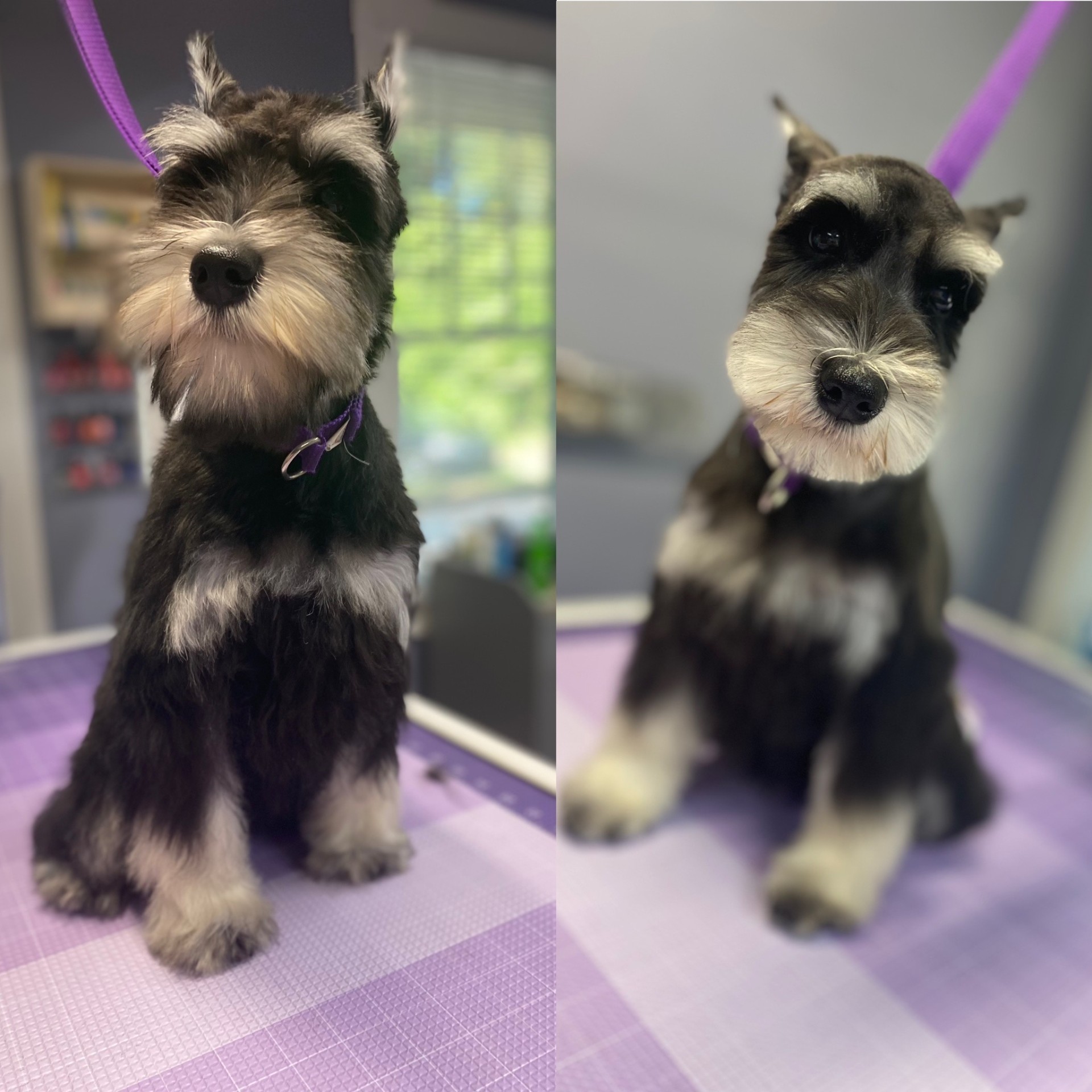 Miniature schnauzer before and after grooming