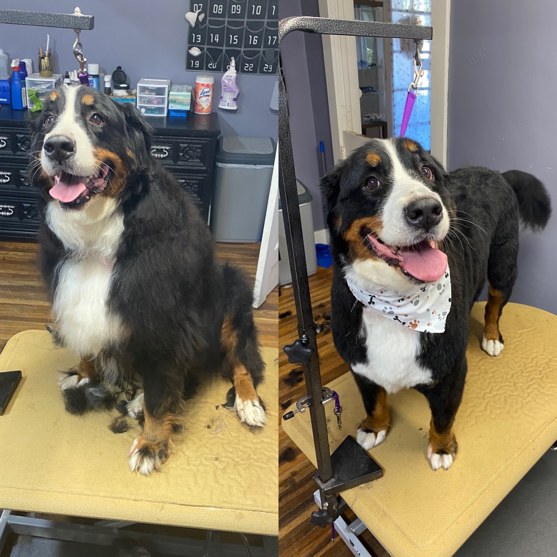 Bernese mountain dog before and after grooming