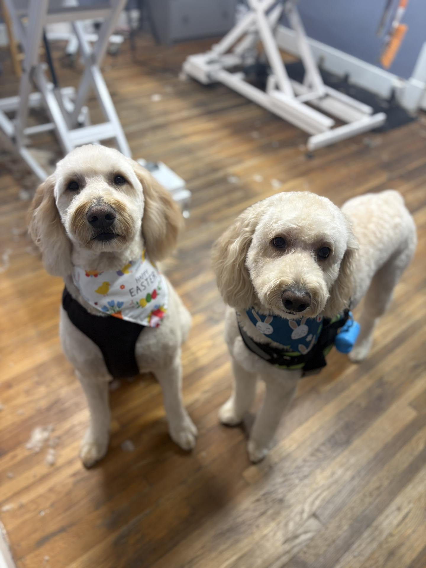 Two cream goldendoodles in Easter bandanas after grooming