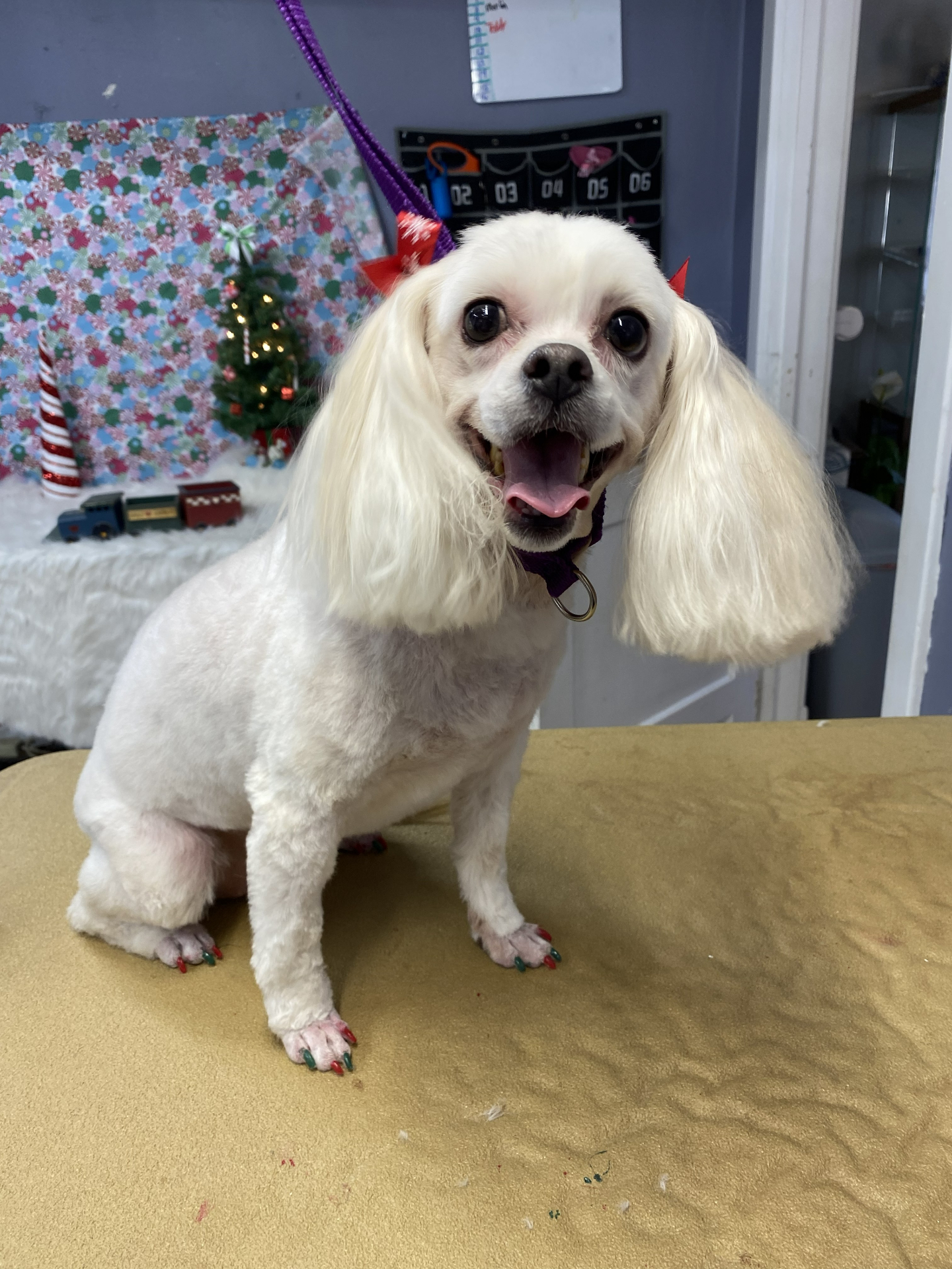 White cocker mix with long ears and festive nail polish