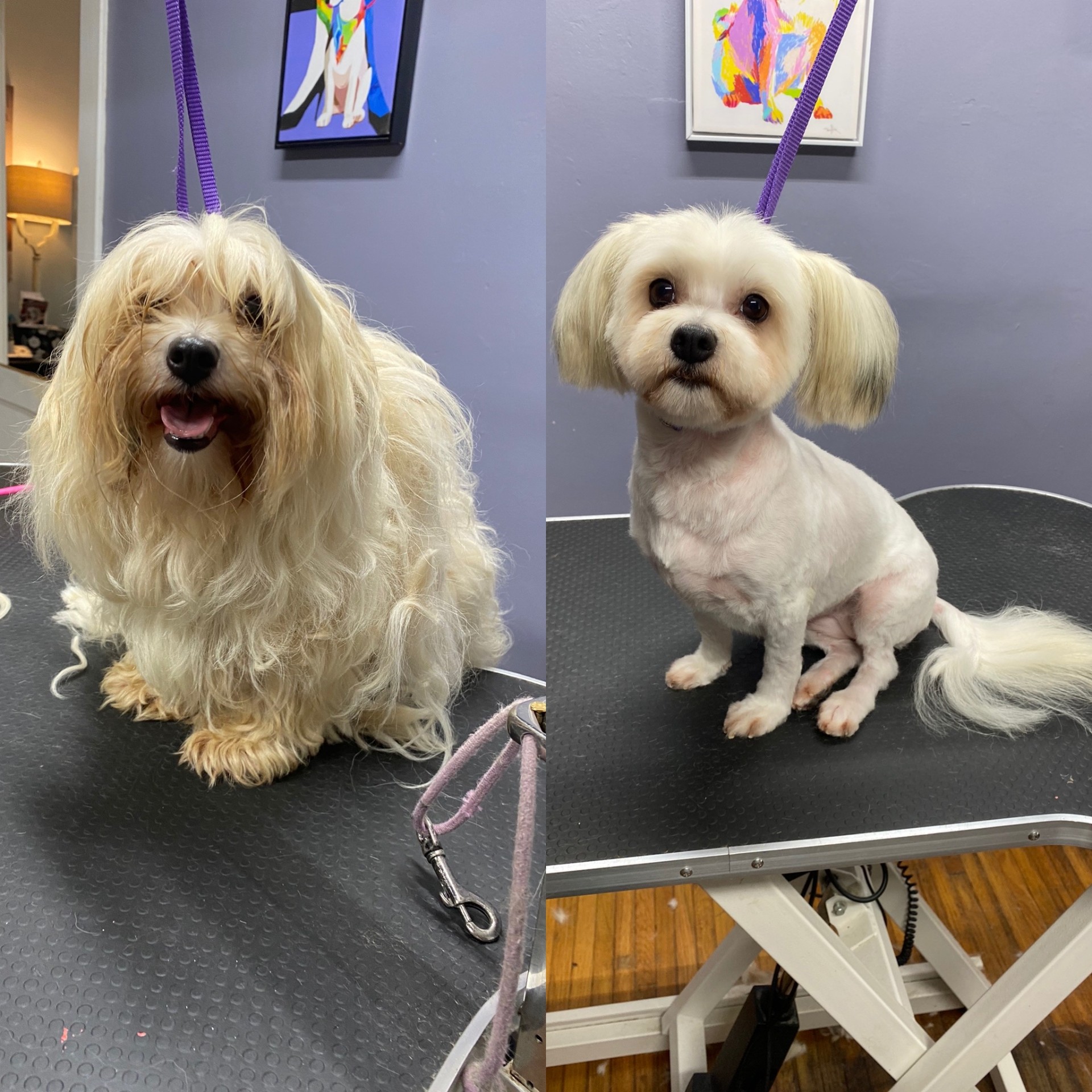 Cream shih tzu mix before and after grooming
