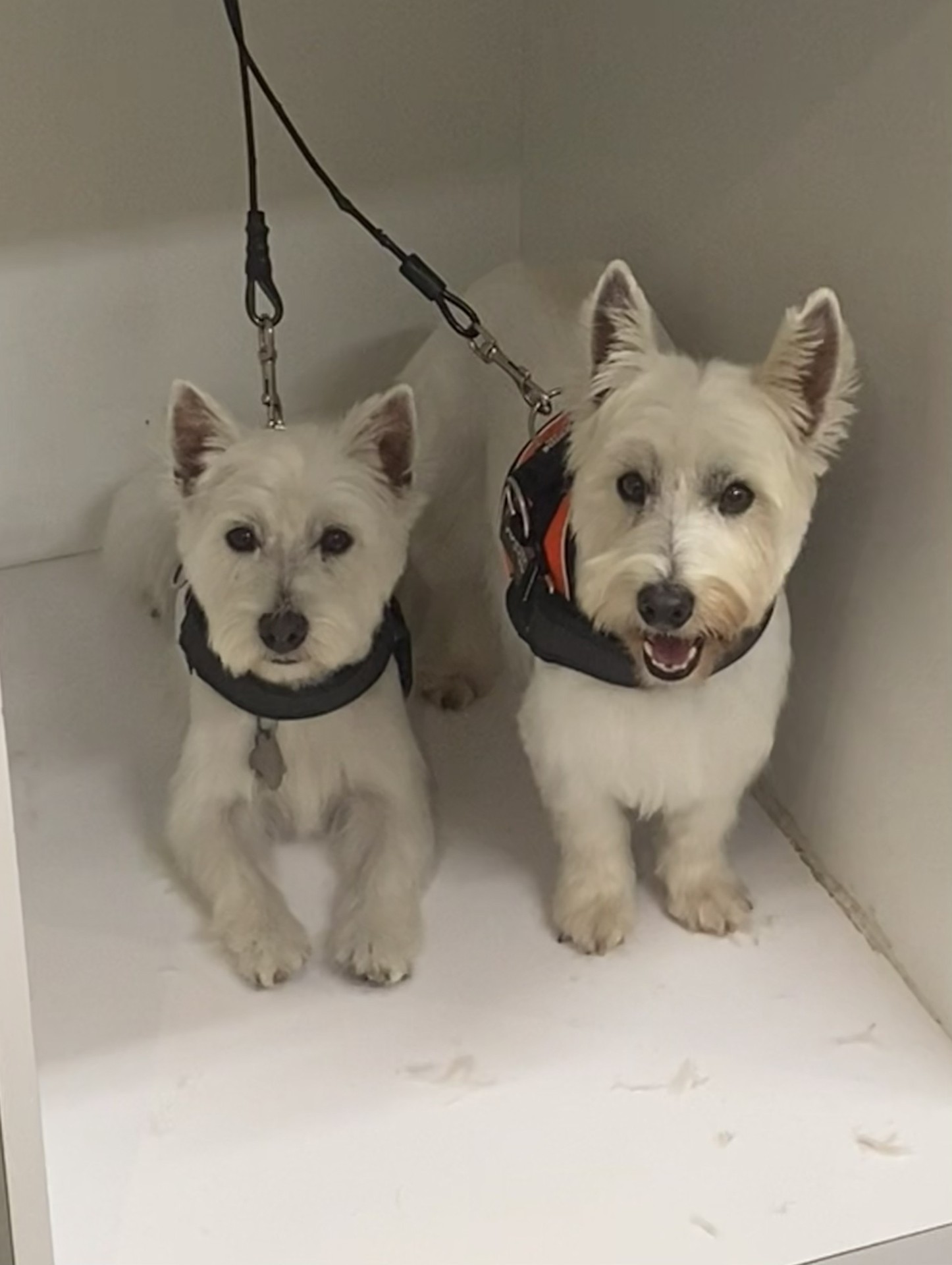 Pair of West Highland white terriers after grooming
