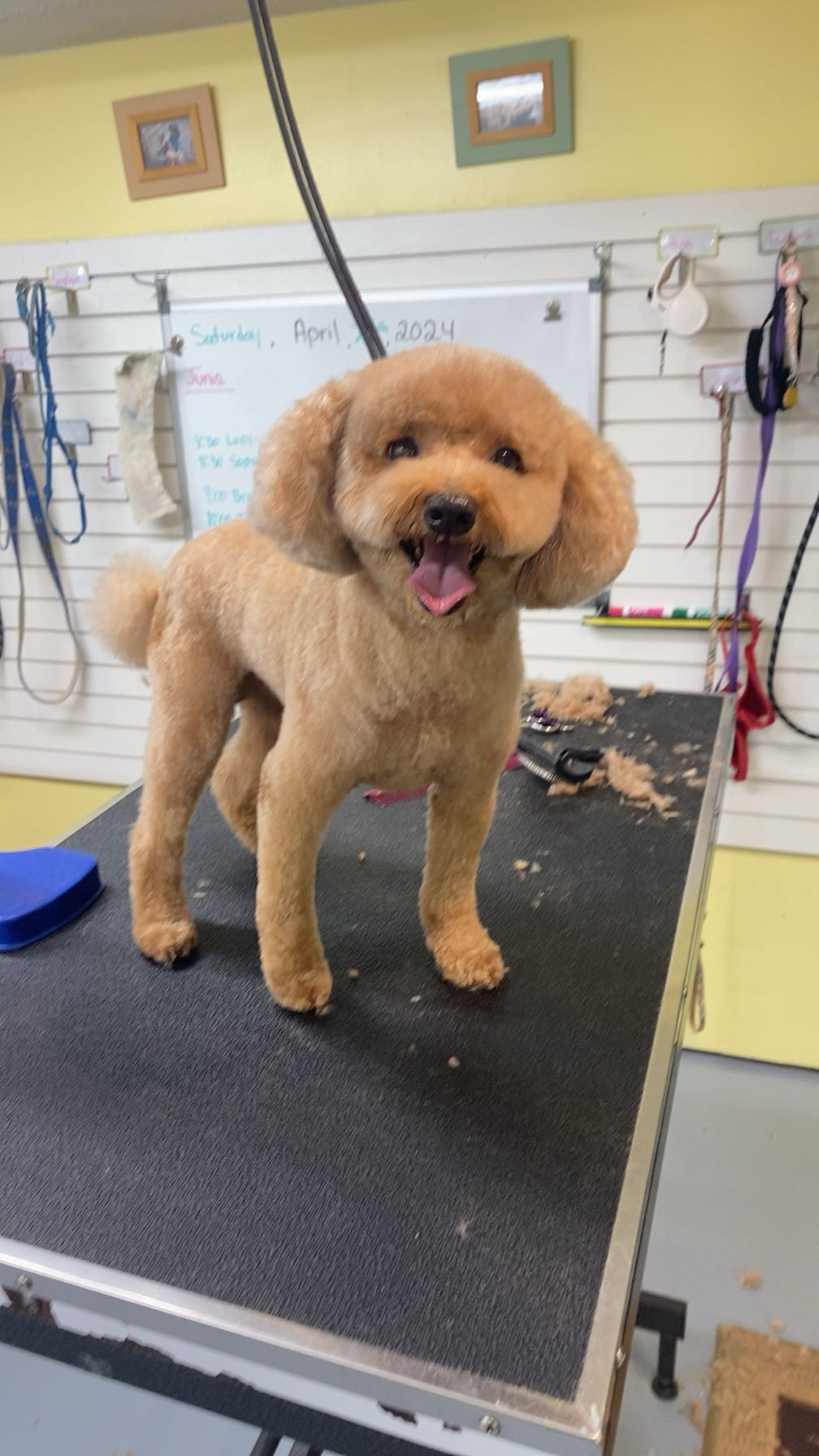 Red toy poodle freshly groomed on table