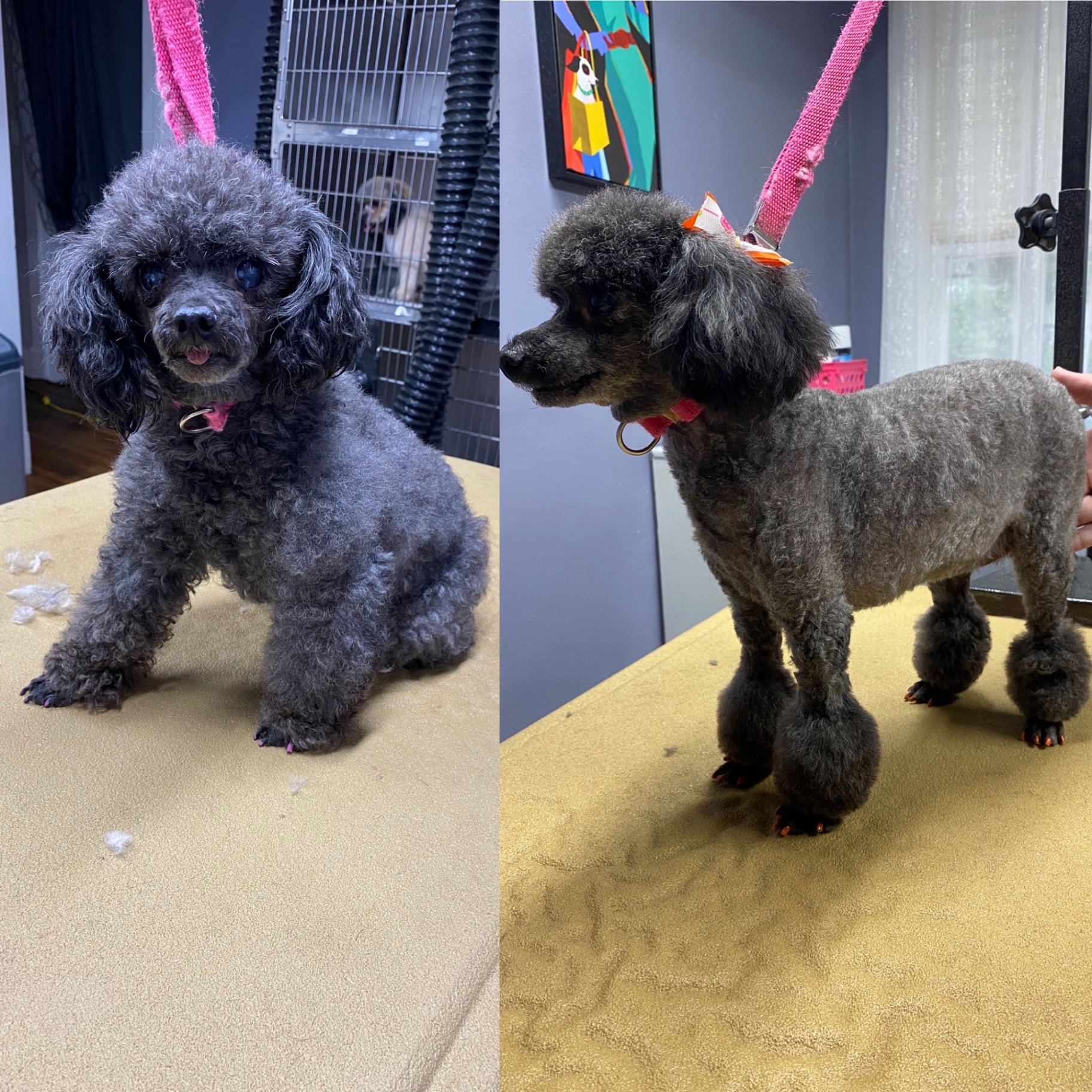 Gray poodle before and after grooming