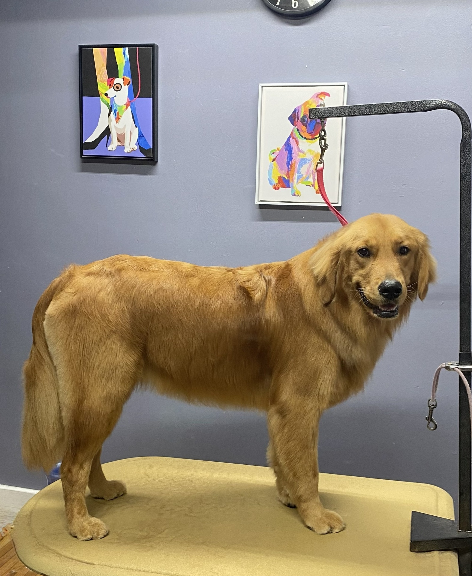 Golden retriever after bath and brush