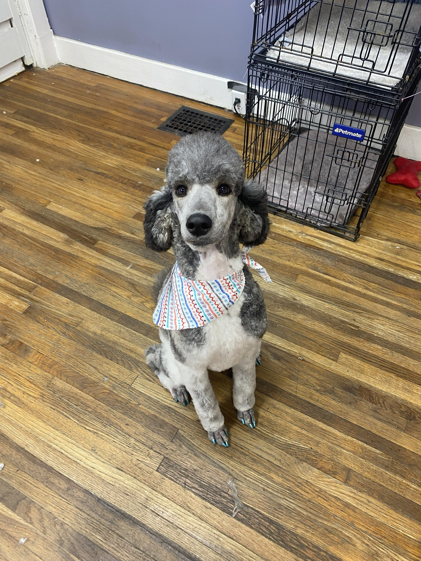 Silver poodle with bandana and teal nail polish